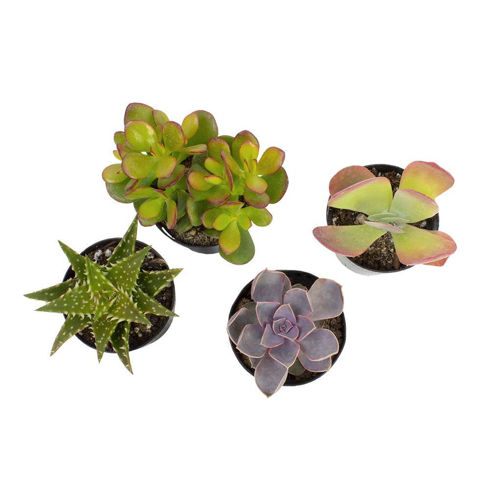 Vibrant Mini Succulent Quartet - 4" Multicolor Indoor/Outdoor Set