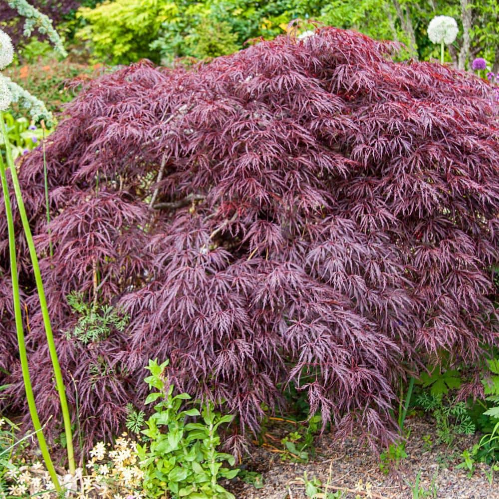 bell-nursery-ornamental-trees-