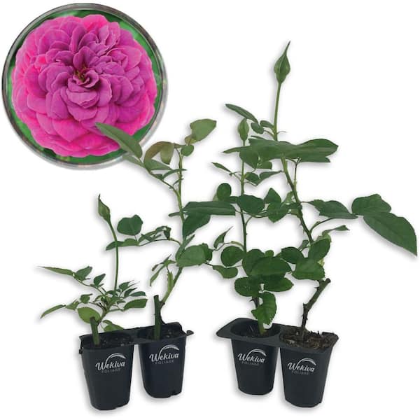 Wekiva Foliage Celestial Night Rose Bush - 4 Live Starter Plants in 2 in. Pots - Beautifully Fragrant Hybrid Tea Rose from Florida
