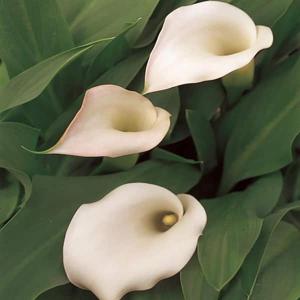 2.6 Qt. 1 White Calla Lily Plant55884 The Home Depot