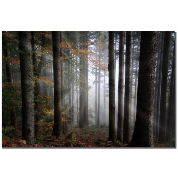 Trademark Fine Art 16 in. x 24 in. Light Forest Canvas Art-DISCONTINUED