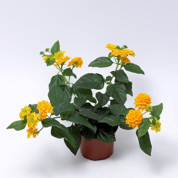 Pure Beauty Farms 2.5 Qt Lantana Bandana Landscape Gold in Grower's Pot (2-Packs)