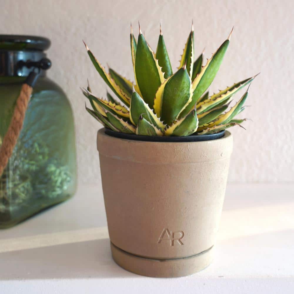 Quadricolor Agave Succulent in Beige Concrete Pot