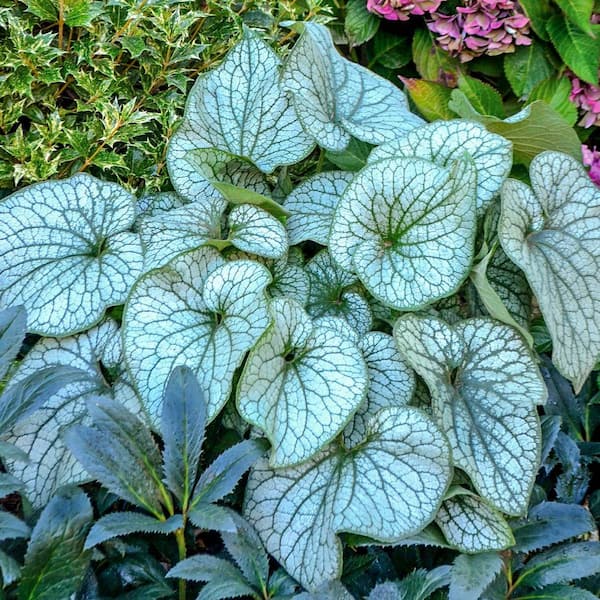 DIRECT GARDENING Light Blue Flowering Alexander's Great Brunnera