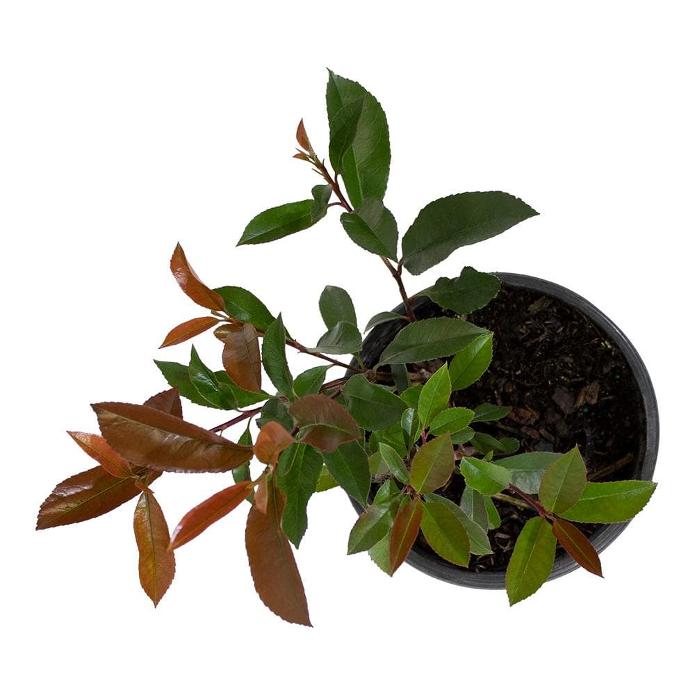 Red Robin Photinia White Flowering Shrub in 6-Inch Planter