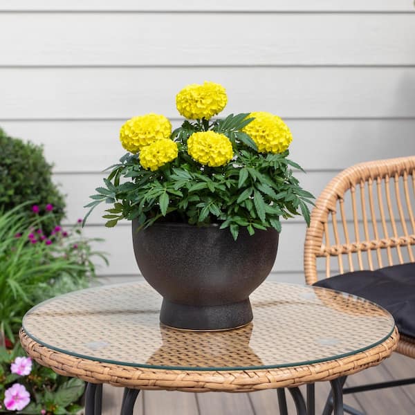 METROLINA GREENHOUSES 2 Qt. Yellow Marigold Annual Plant (3-Pack