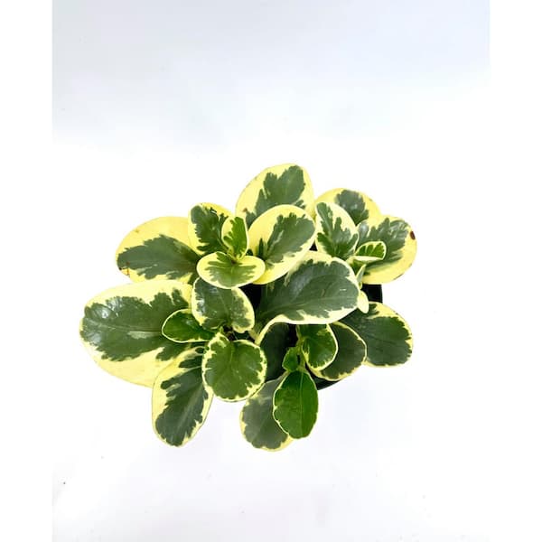 HAMPSHIRE FARMS 6 in. Peperomia Variegated Plant in Grower Pot