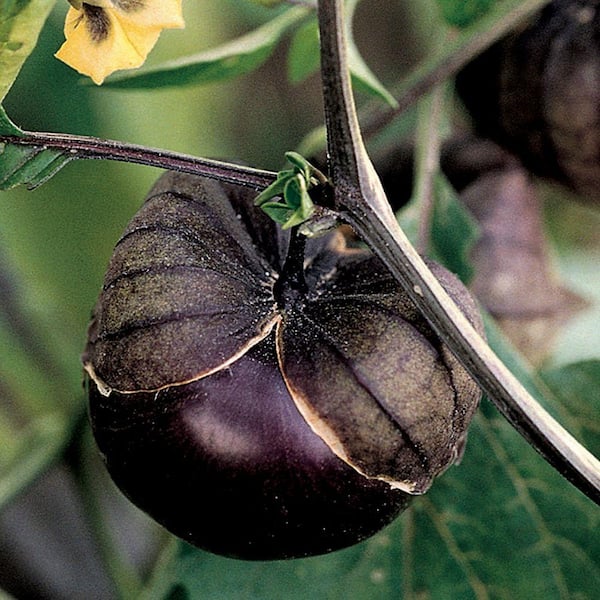 Seeds of Change Tomatillo, Purple De Milpa