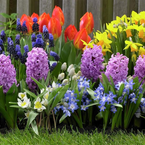 VAN ZYVERDEN 100 Days of Blooms Grow Anywhere Garden Set of 25 Bulbs