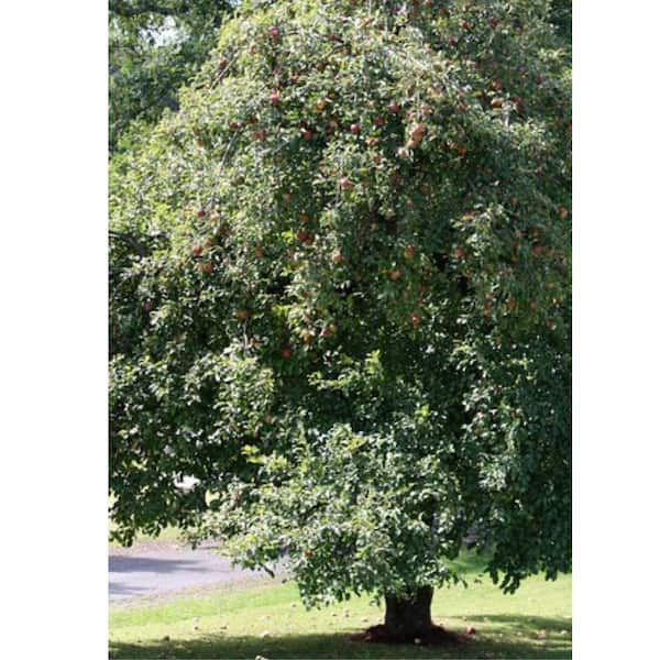 7 Gal. Wolf River Apple Tree