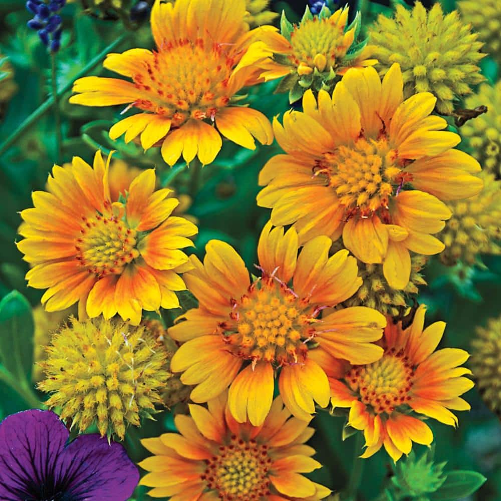 【紫陽花】グニー100㎝前後、ドドナエア120㎝前後　2本セット DIRECT GARDENING Arizona Apricot Gaillardia Dormant Flowering
