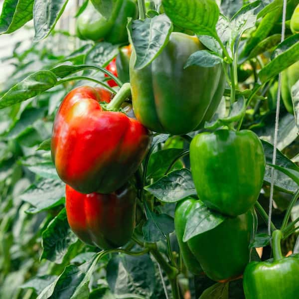 national PLANT NETWORK 2.5 in. Chile Pepper Touchdown Plant (3-Pack)