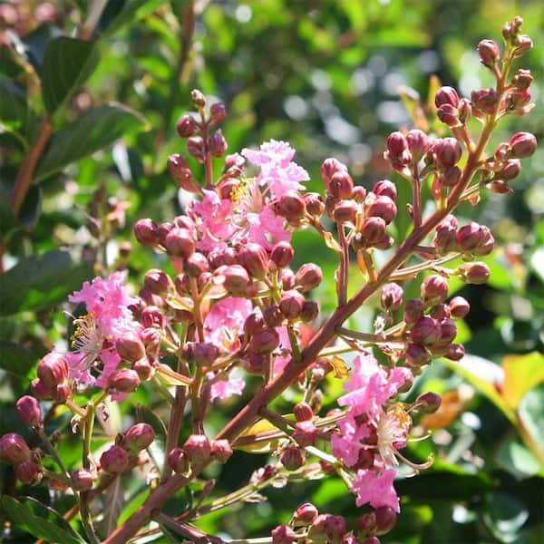 2.25 Gal. Sioux Crape Myrtle Tree 14611 - The Home Depot