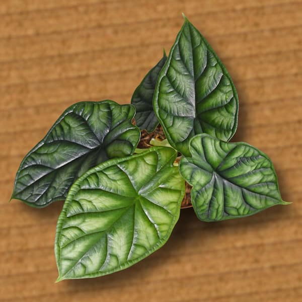 national PLANT NETWORK 4 in. Alocasia Dragon Scale Elephant Ear