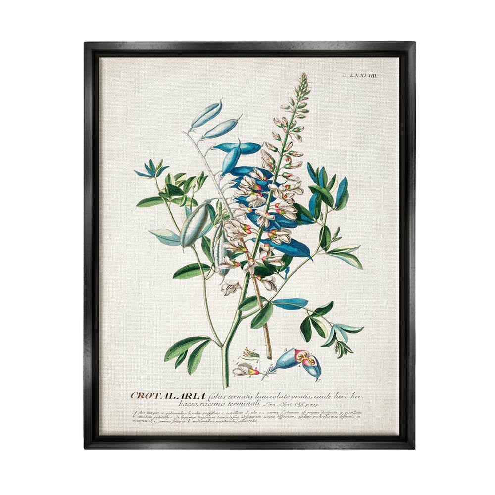 Botanical Plant Illustration Flowers And Leaves by World Art Group Floater Frame Nature Wall Art Print 21 in. x 17 in. . price history on PriceWatchPro