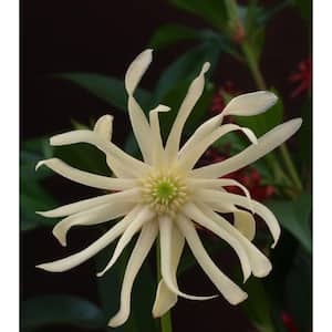 2 Gal. Star Flower Orion Live Broadleaf Evergreen Shrub (Illicium) with Scented Foliage and White Flowers