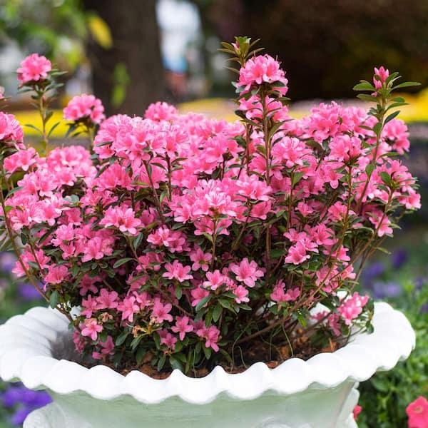 national PLANT NETWORK 2.5 qt. Azalea Red Slippers Flowering Shrub