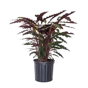 9.25 in. Calathea Rufibarba Live Indoor Fuzzy Feathers Houseplant Shipped in Grower Pot
