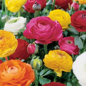 Butter Cups Ranunculus Double Blooming Mixed Bulbs (Set of 25)