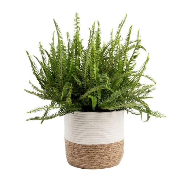 Costa Farms Kimberly Queen Fern Indoor Plant in 9.25 in. Decor Weave Pot, Average Shipping Height 1-2 ft. Tall