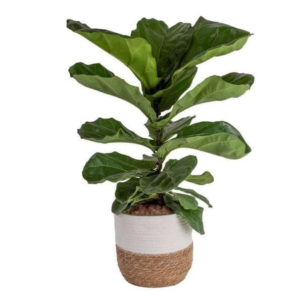 Costa Farms Ficus Lyrata Fiddle Leaf Bush Indoor Floor Plant in 9.25 in ...