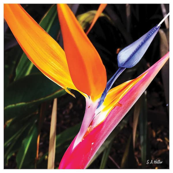 PARADISE FLORA by Steven A. Heller 1 Piece Unframed Canvas Drawing Print Abstract Print 30 in. x 30 in.