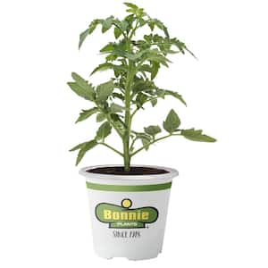11 in. Husky Cherry Tomato Plant with Cage