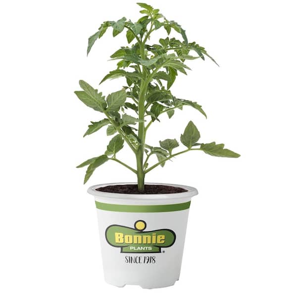 Bonnie Plants 11 in. Husky Cherry Tomato Plant with Cage