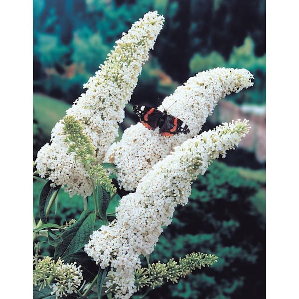 Profusion White Flowering Butterfly Bush Buddleia Flowering Starter Shrub (1-Pack)