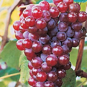 1 Gal. Pot, Canadice Seedless Red Grape Deciduous Fruit Bearing Vine (1-Pack)