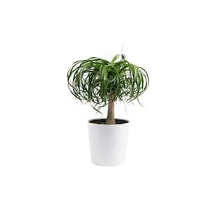 10 in. Ponytail Palm Plant in White Planter