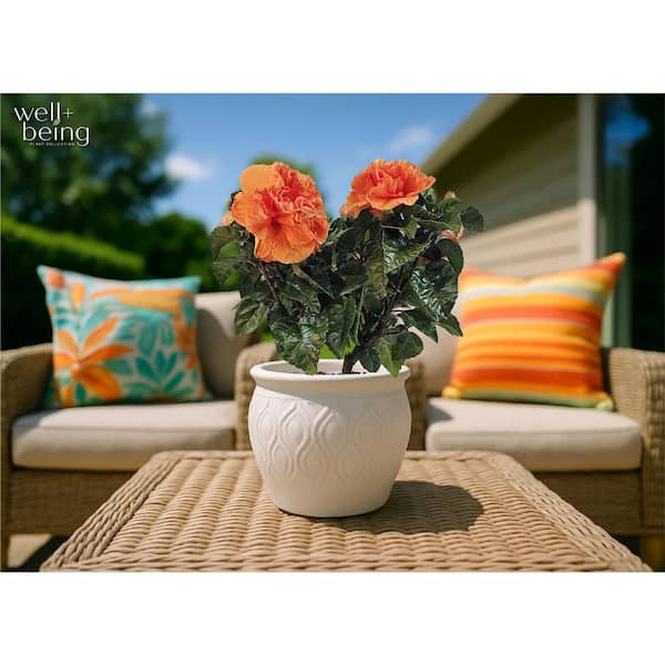 NATURE'S WAY FARMS 2.5 qt. Double Hibiscus Tropical Flowering