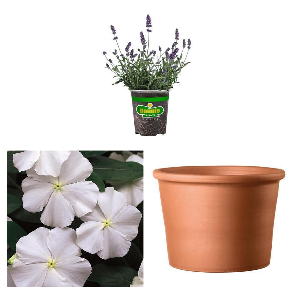 Costa Farms 1.25-Pint White Periwinkle Plant 1.25PTCARWH - The