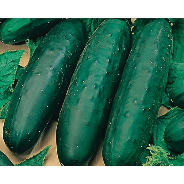 Cucumber Seeds - Organic Varieties