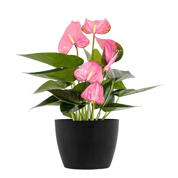 United Nursery Live Pink Anthurium Houseplant in 6 in. Black Eco-Friendly Sustainable Decor Pot
