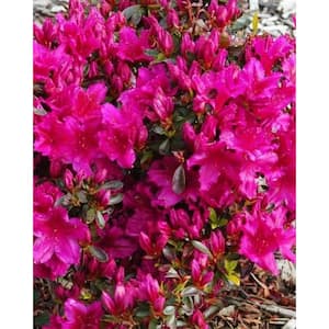 1 Gal. Azalea Girard Fuschia Live Flowering Shrub with Purplish-Pink Flowers (3-Pack)