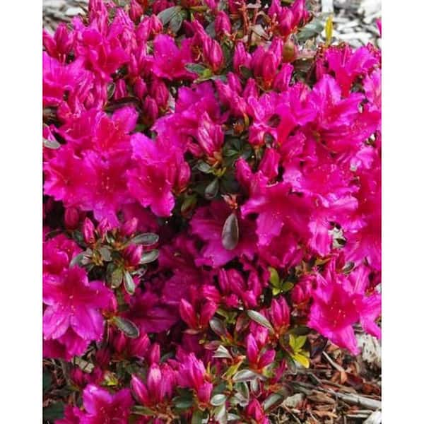 BELL NURSERY 1 Gal. Azalea Girard Fuschia Live Flowering Shrub with Purplish-Pink Flowers (3-Pack)
