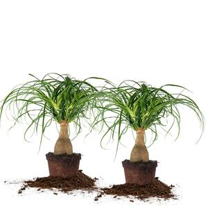 Ponytail Palm 6 in. Pot, (2-Pack)