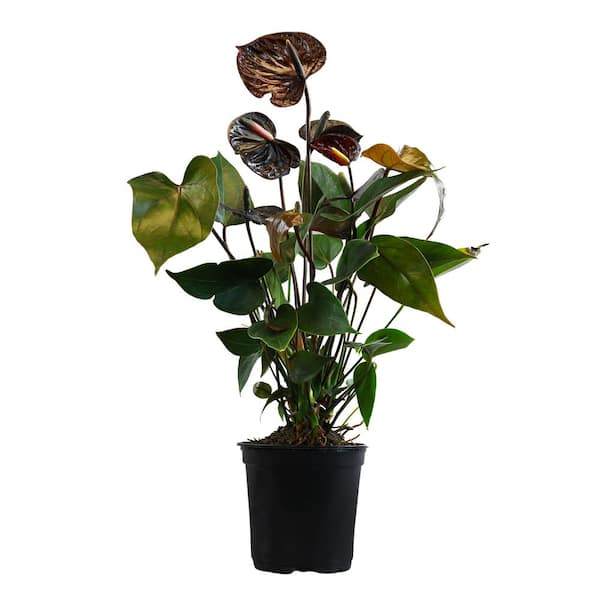 ALTMAN PLANTS Chocolate Brown Flamingo Flower Anthurium Plant (Approx 14-17 in. Tall), 4 in. White Pot, Easy Air Purifying House Plant
