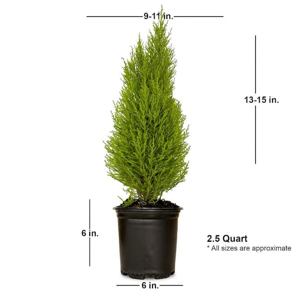 FLOWERWOOD 2.5 qt. Lemon Cypress 'Wilma Goldcrest' with Citrus