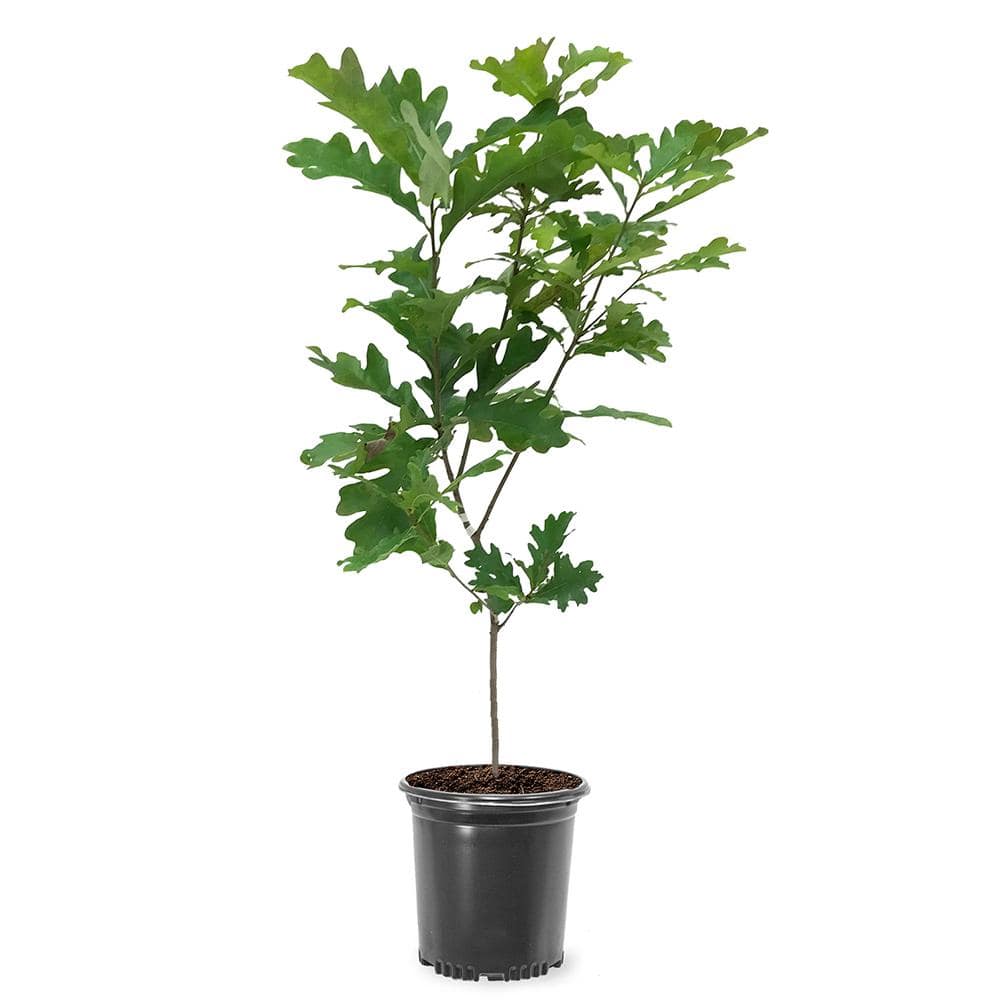 1 Gal. White Oak Deciduous Shade Tree