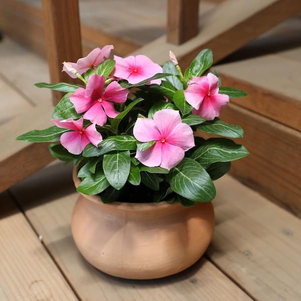 ALTMAN PLANTS 1-Pint Pink Periwinkle Plant 10515 - The Home Depot
