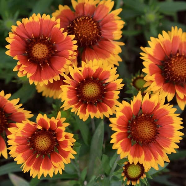 national PLANT NETWORK 3.25 in. Gaillardia SpinTop Orange Halo Perennial Plant with Orange and Yellow Flowers (3-Pack)
