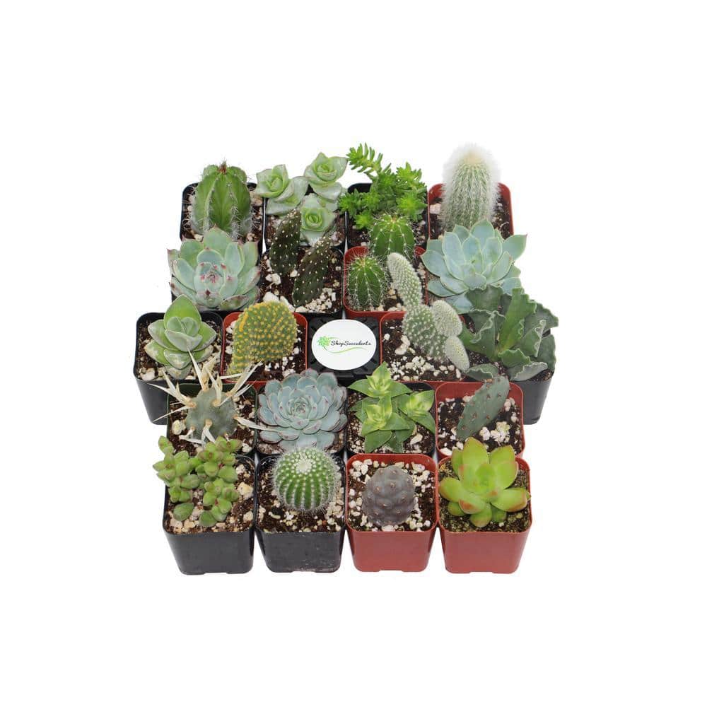 Shop Succulents 2 in. Cactus and Succulent (Collection of 20) CS20 - The  Home Depot