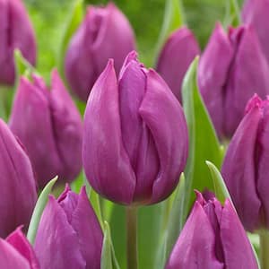 12/+ cm, Purple Prince Single Early Tulip Flower Bulbs (Bag of 50)