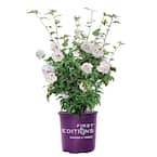 2 Gal. Bali Hibiscus Shrub with Semi-Double Pure White Flowers