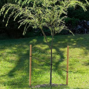 5 ft. Wood Tree Stake (6-Pack)