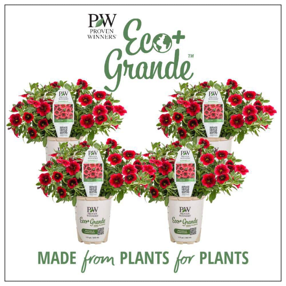 PROVEN WINNERS 4.25 in. Eco+ Grande Superbells Pomegranate Punch
