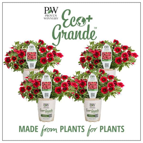 PROVEN WINNERS 4.25 in. Eco+ Grande Superbells Pomegranate Punch Calibrachoa (hybrid) Live Annual Plant with Red Flowers 4-Pack