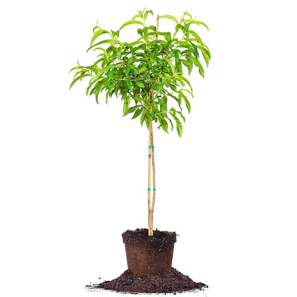 Perfect Plants Live Durbin Nectarine Fruit Tree 3 Gal.